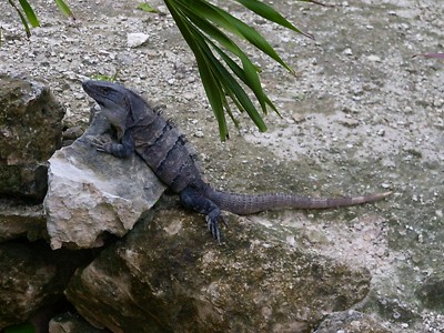 Iguana  