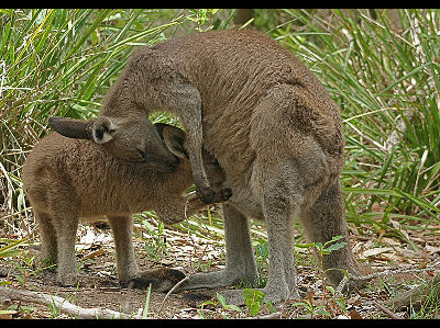 Kangaroo  -  Eastern Grey Kangaroo