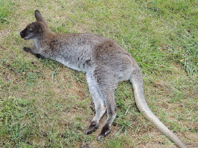 Kangaroo  -  Eastern Grey Kangaroo