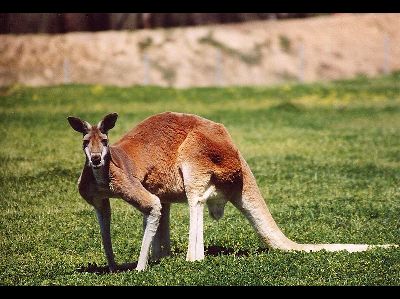 Kangaroo  -  Red Kangaroo