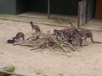 Western Grey Kangaroo image