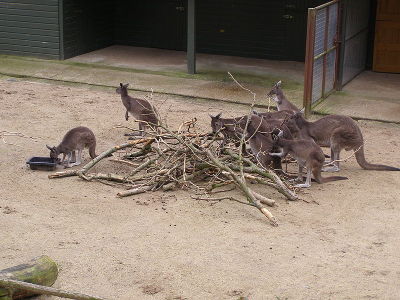 Kangaroo  -  Western Grey Kangaroo