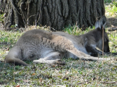 Kangaroo  