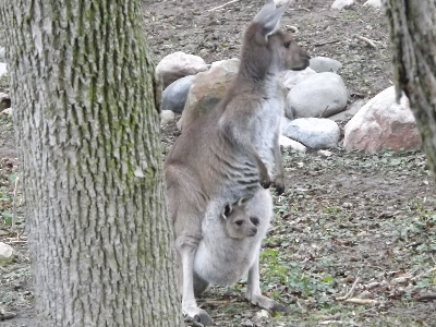 Kangaroo  