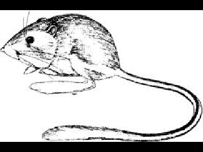 Kangaroo Rat  