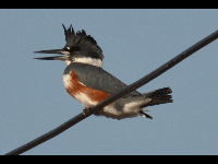 Belted Kingfisher image