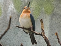 Micronesian Kingfisher image