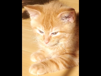 Kitten  