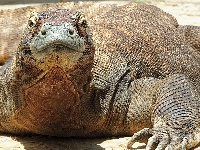Komodo Dragon image
