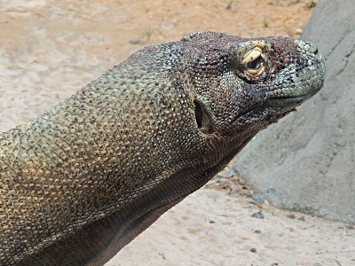 Komodo Dragon  