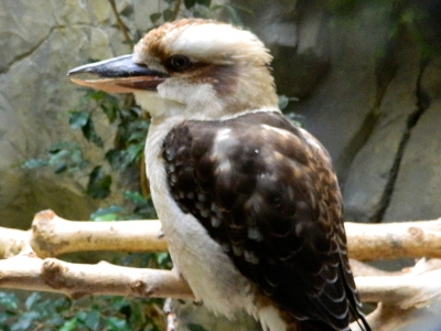 Kookaburra  