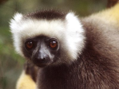 pixelot lemur system