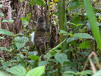 Eastern Lesser Bamboo Lemur image