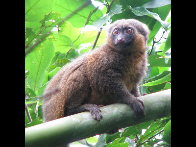 Lemur  -  Golden Bamboo Lemur