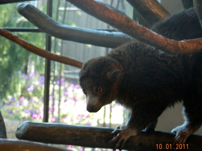 Lemur  -  Mongoose Lemur
