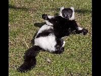 Ruffed Lemur image
