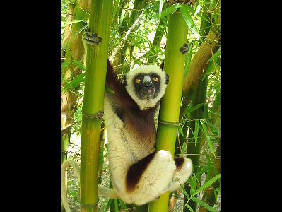 Lemur  -  Verreaux's Sifaka