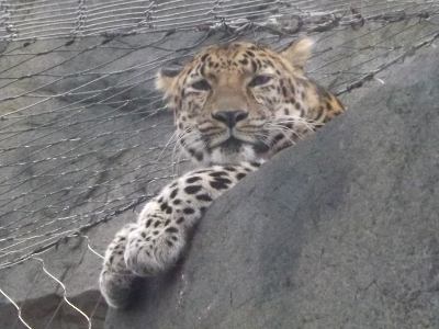 Leopard  -  Amur Leopard