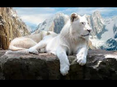 Lion  -  White Lion