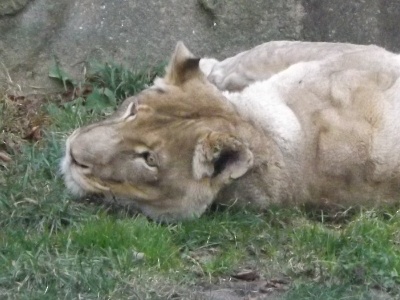 Lion  