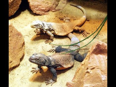 Lizard  -  Chuckwalla