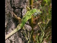 European Green Lizard image