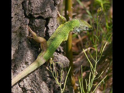 Lizard  -  European Green Lizard