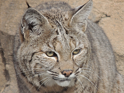 Lynx  -  Bobcat