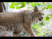 Canada Lynx image