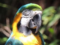 Macaw image