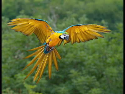 Macaw  -  Blue-and-yellow Macaw