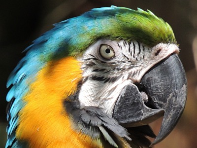 Macaw  -  Blue-and-yellow Macaw
