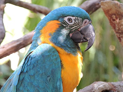 Macaw  -  Blue-throated Macaw