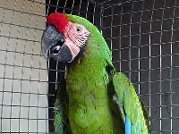 Great Green Macaw image