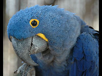 Hyacinth Macaw image