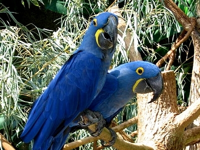 Macaw  -  Hyacinth Macaw