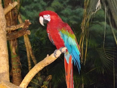 Macaw  