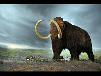 Mammoth image