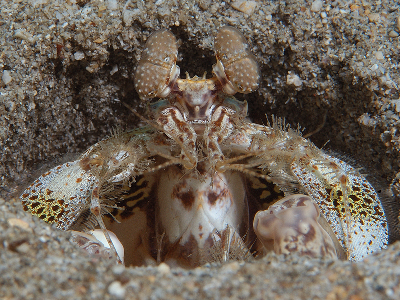 Mantis Shrimp  