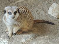 Meerkat image