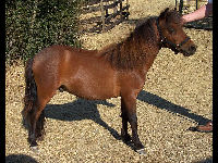Miniature Horse image
