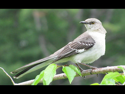 Mockingbird  -  Northern Mockingbird