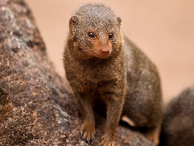 Mongoose  -  Dwarf Mongoose