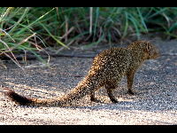 Slender Mongoose image