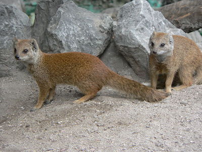 Mongoose  