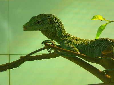 Monitor Lizard  -  Green Tree Monitor