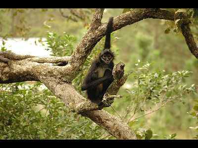 Monkey  -  Black-handed Spider Monkey