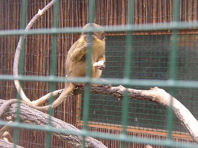 Monkey  -  Gabon Talapoin