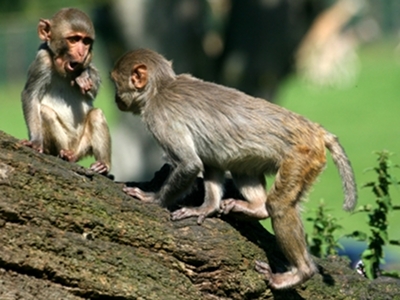 Monkey  -  Rhesus Monkey