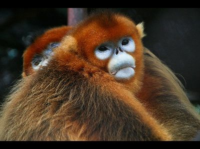 Monkey  -  Snub-nosed monkey